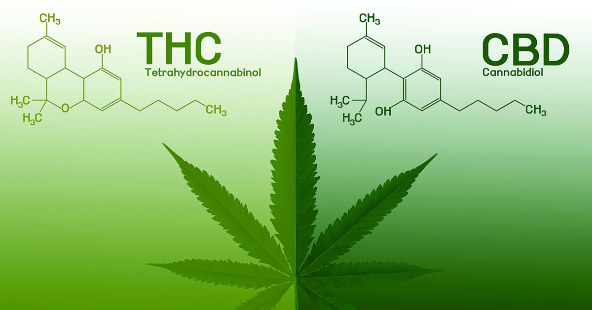 CBD vs THC. How Do Their Effects Differ & What Are The Positives of Using Them?